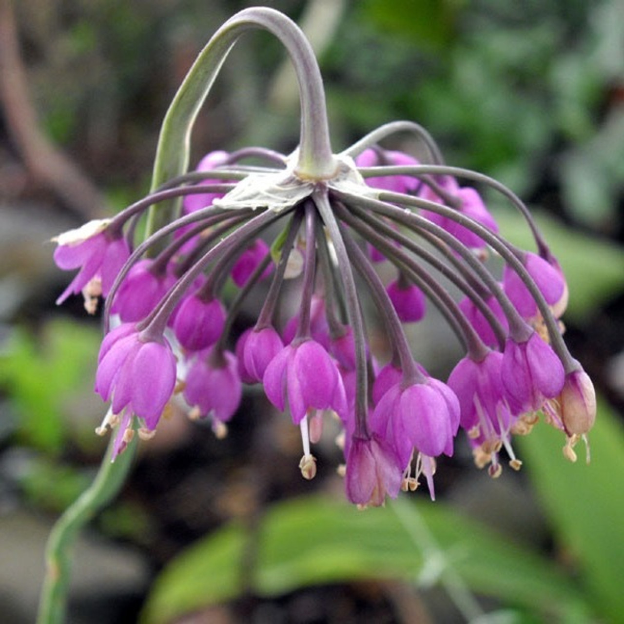 Perennial Flowers